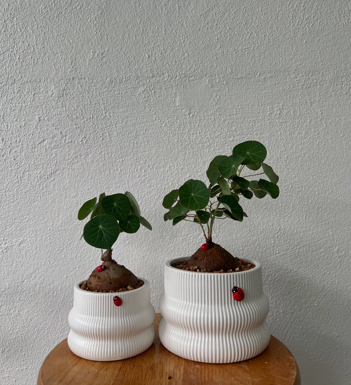 Stephania erecta in ribbed white pots with ladybird charms