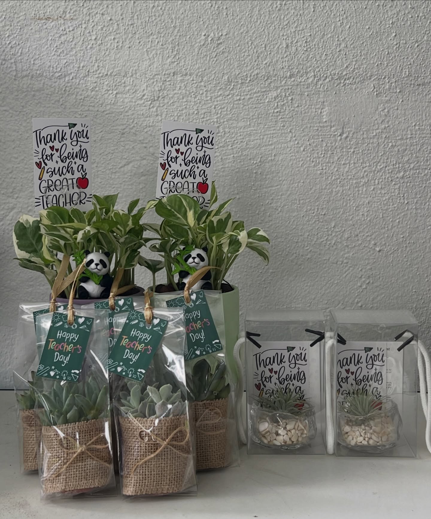 Pastel pots of pothos with panda figurines and Teacher’s Day tags
